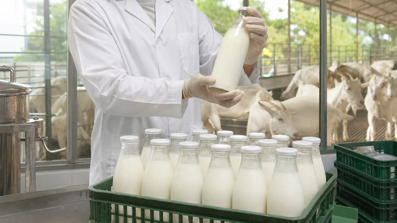 人員檢查無品牌玻璃瓶羊乳與乳羊牧場的非實景情境圖